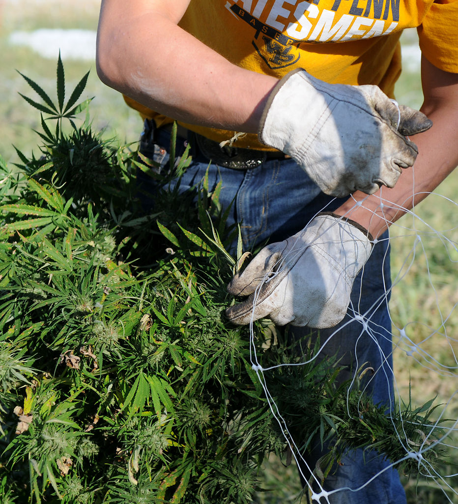 Bo Payne untangles a hemp plant from plastic fencing on Monday